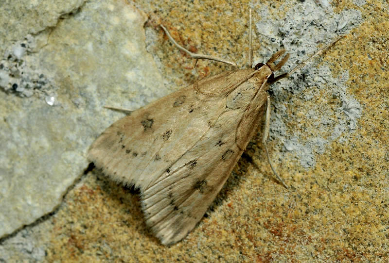 3 Crambidae - Udea numeralis